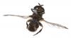 Eumerus sp.
